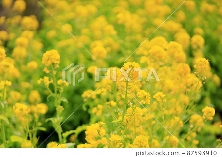強姦開花 強姦開花 87593910