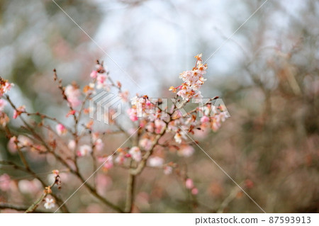 鮮花 87593913