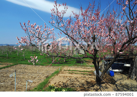 Idyllic field with one cherry tree Idyllic field with one cherry tree 87594001