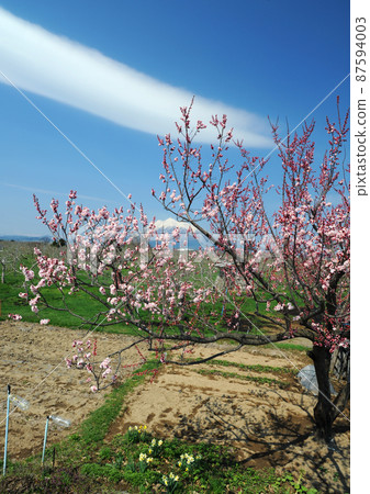 Sakura, Mt. Fuji and fields 87594003