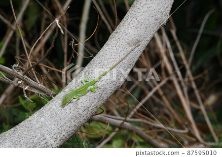 蛻皮過程中的綠色 anole 87595010