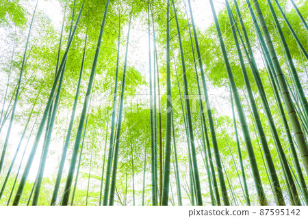 Sagano的竹林 Sagano的竹林 87595142