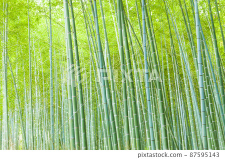 Sagano的竹林 Sagano的竹林 87595143