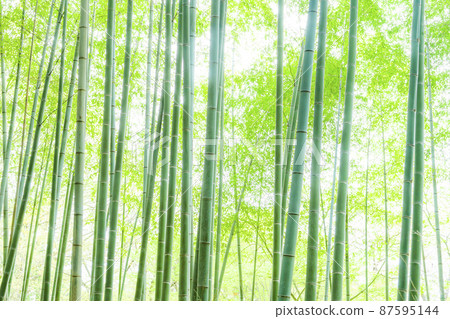 Sagano的竹林 Sagano的竹林 87595144