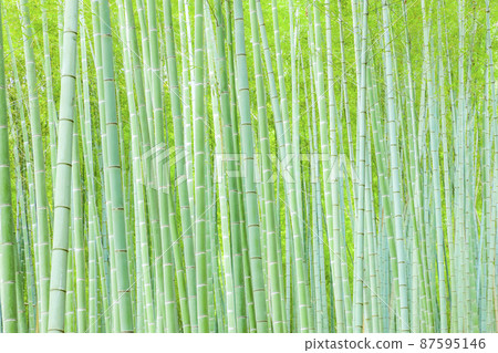 Sagano的竹林 Sagano的竹林 87595146