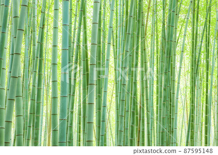 Sagano的竹林 87595148