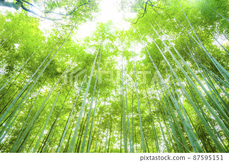 Sagano的竹林 Sagano的竹林 87595151