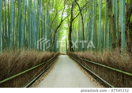 Sagano的竹林 Sagano的竹林 87595152