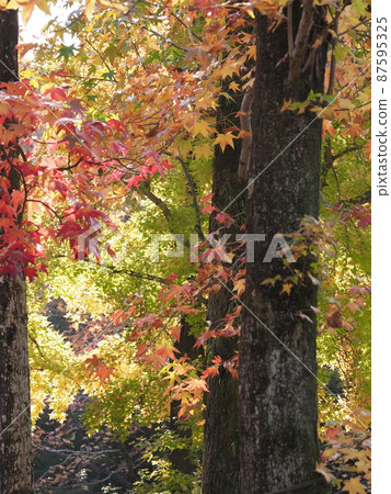 公園的秋葉 87595325