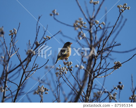 Wild birds and Chinese tallow Wild birds and Chinese tallow 87595334