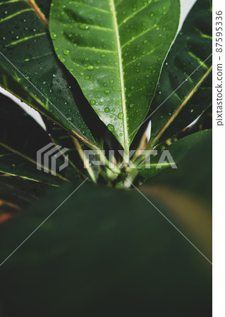 House plant in dark green stands in an apartment House plant in dark green stands in an apartment 87595336
