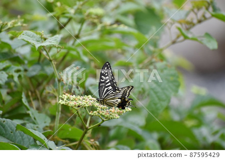 Swallowtail butterfly 87595429