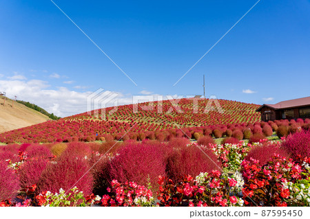 滋賀縣高島市 秋天的琵琶湖紅海棠和海棠在函館山頂蔓延 87595450