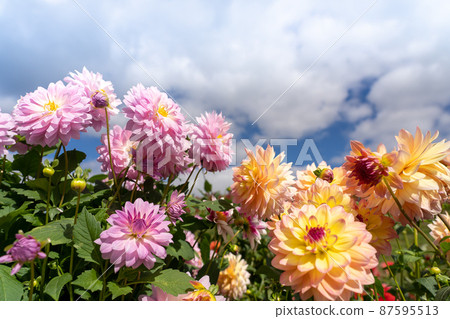 滋賀縣高島市 秋天的琵琶湖 在函館山頂蔓延的五顏六色的大麗花 滋賀縣高島市 秋天的琵琶湖 在函館山頂蔓延的五顏六色的大麗花 87595513
