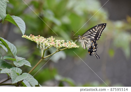 燕尾蝶 燕尾蝶 87595514