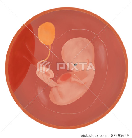 妊娠 10 週胎兒的水彩插圖 87595659