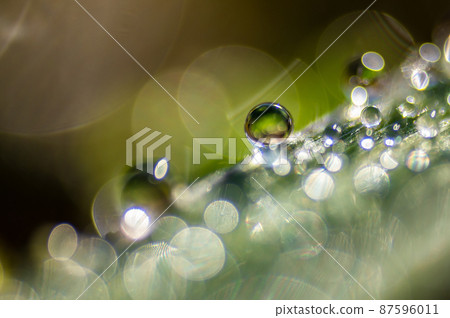 Morning dew on the grass 87596011