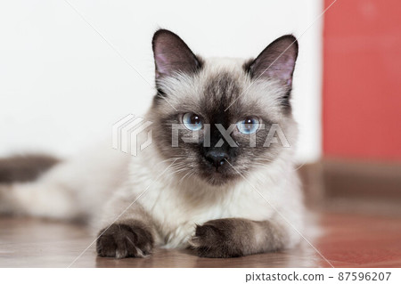 portrait of a grey cat with stripes laying on a ground, close-up, selective focus. High quality portrait of a grey cat with stripes laying on a ground, close-up, selective focus. High quality 87596207