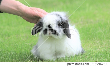 Take a walk at the rabbit ranch Take a walk at the rabbit ranch 87596285