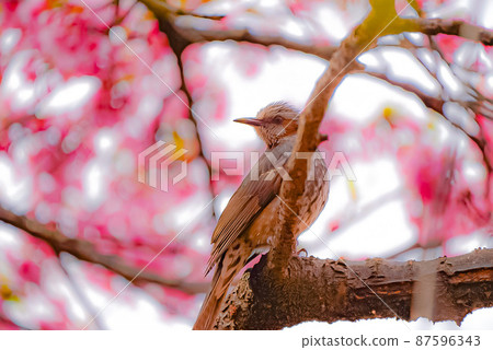 Bulbul who came to suck the nectar of cherry blossoms 87596343