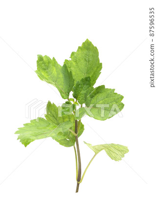 Patchouli oil leaves white background Patchouli oil leaves white background 87596535