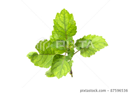 Patchouli oil leaves white background Patchouli oil leaves white background 87596536