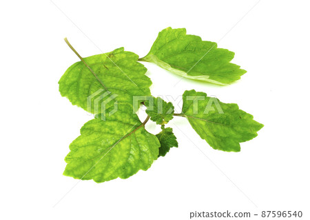 Patchouli oil leaves white background Patchouli oil leaves white background 87596540