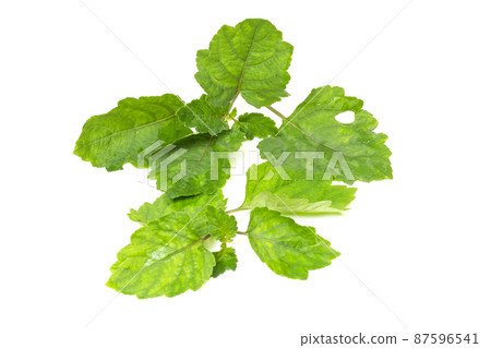 Patchouli oil leaves white background Patchouli oil leaves white background 87596541