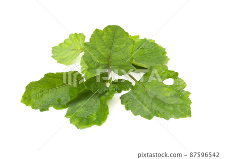 Patchouli oil leaves white background Patchouli oil leaves white background 87596542