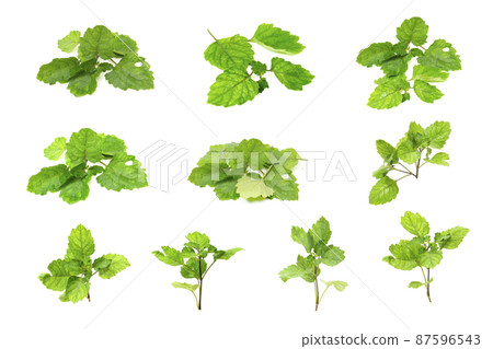 Patchouli oil leaves white background Patchouli oil leaves white background 87596543