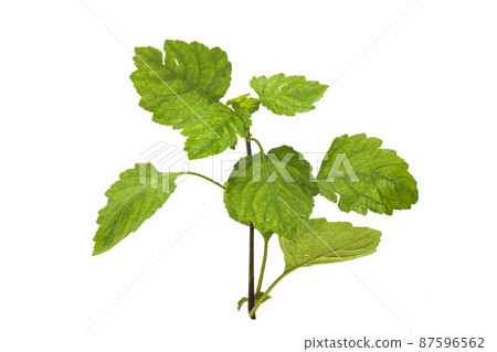 Patchouli oil leaves white background Patchouli oil leaves white background 87596562
