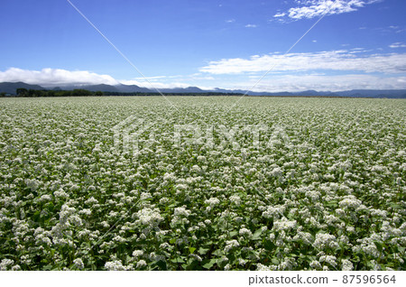 浩瀚的蕎麥田的白花與藍天的對比很美，給人一種規模感。 87596564