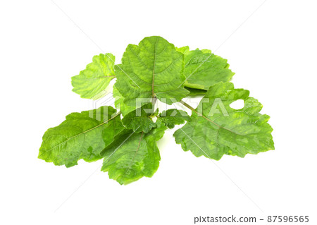 Patchouli oil leaves white background Patchouli oil leaves white background 87596565