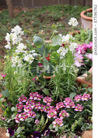 春園千鳥草、Nemesia 群植 87596762