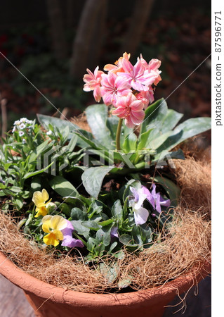 Lewisia春花組植 Lewisia春花組植 87596771