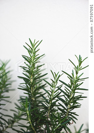 fresh rosemary on white grey background in the garden, rosemary herb 87597091