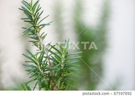 fresh rosemary on white grey background in the garden, rosemary herb 87597092