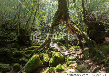 Sunlight filtering through the trees Yakushima Shiratani Unsuikyo Gorge (Spring) Sunlight filtering through the trees Yakushima Shiratani Unsuikyo Gorge (Spring) 87597121