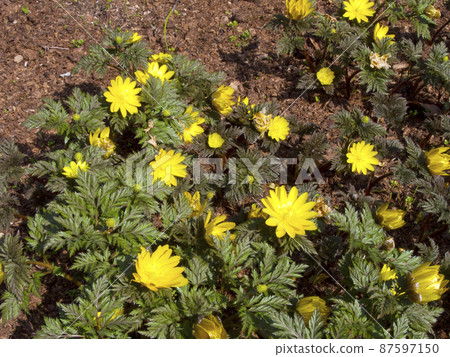 Adonis ramosa / Kippouge family 87597150