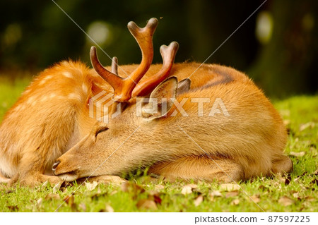 Nara deer 87597225