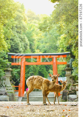 Nara deer 87597226