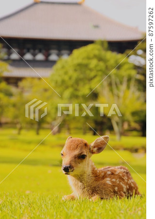 Nara deer 87597262