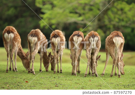 Nara deer Nara deer 87597270