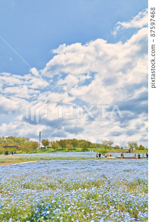藍天上的白雲和四處蔓延的nemophila 藍天上的白雲和四處蔓延的nemophila 87597468