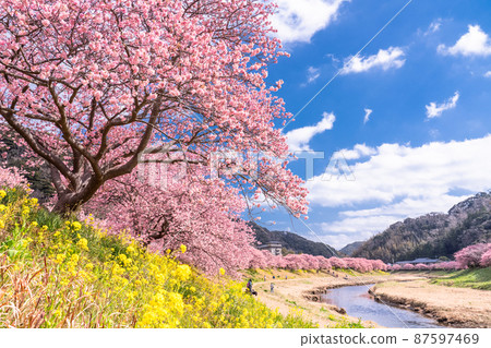 《Shizuoka Prefecture》 Kawazu cherry blossoms in full bloom, Minamiizu Town 《Shizuoka Prefecture》 Kawazu cherry blossoms in full bloom, Minamiizu Town 87597469