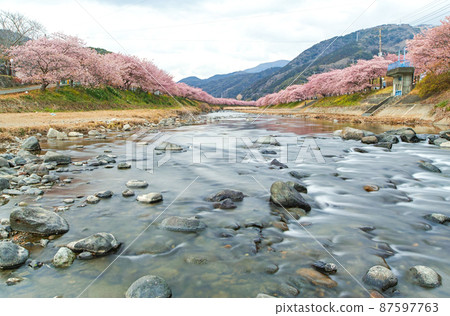 Shizuoka Prefecture / Kawazu cherry blossom trees in full bloom Shizuoka Prefecture / Kawazu cherry blossom trees in full bloom 87597763