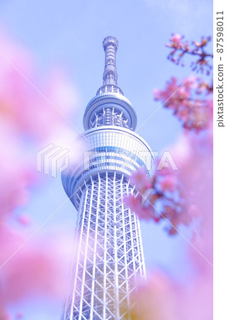 東京天空樹和櫻花 東京天空樹和櫻花 87598011