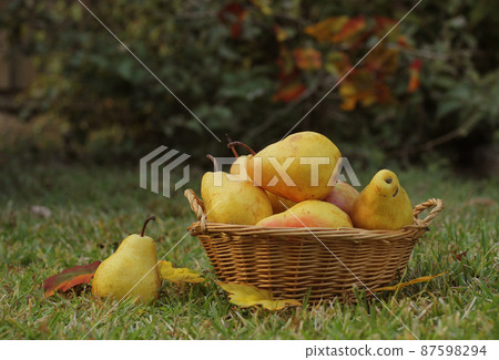 Pears in Wicker Basket Outdoors in Autumn 87598294