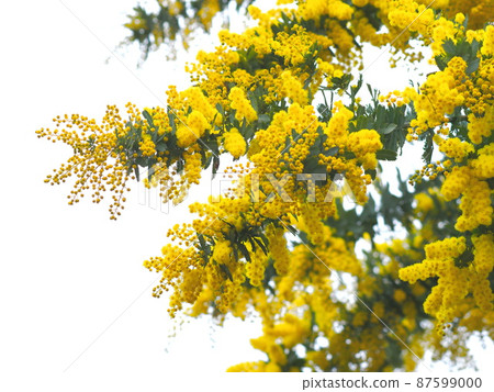 含羞草相思花 含羞草相思花 87599000