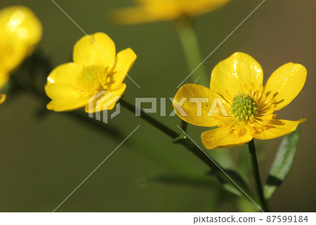 Texas Wildflower Yellow Buttercup Ranunculus bulbosus - Bulbous Buttercup 87599184